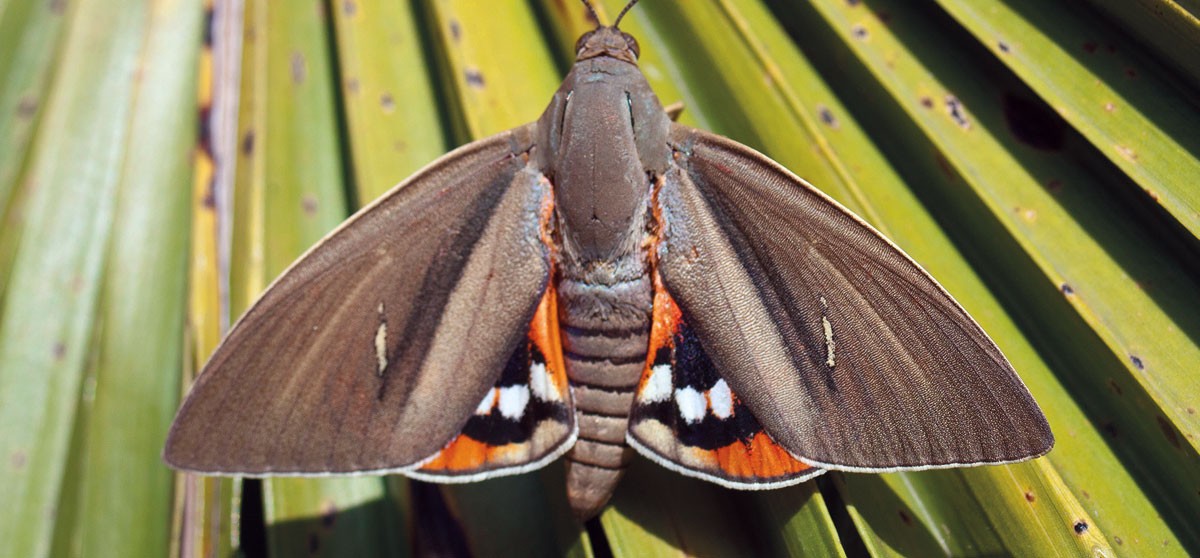 papillon
